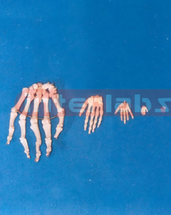 ADULT HAND BONES